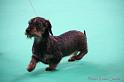 Crufts2011_2 1178